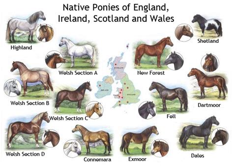 Pin By Pat Reeve Brown On Horses Equines Pony Breeds Horse