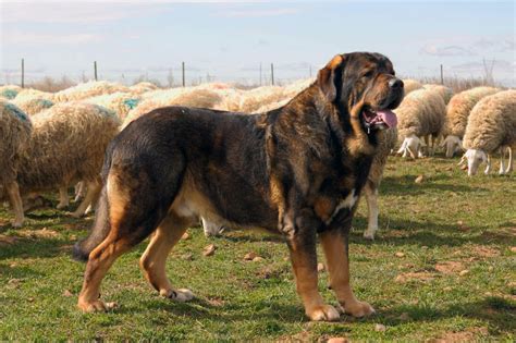 Spanish Mastiff All Big Dog Breeds