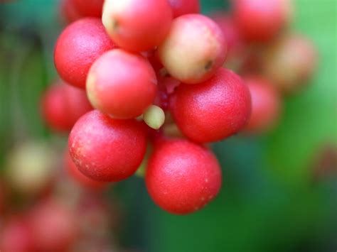 Fileschisandra Chinensis Fruit 01 Wikimedia Commons