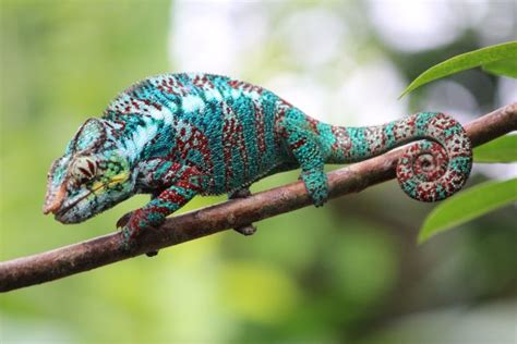 When buying your own pet chameleon it is important to choose the right species for you and make sure the chameleon is healthy. Are Chameleons Good Pets? (Care, Temperament, Cost)