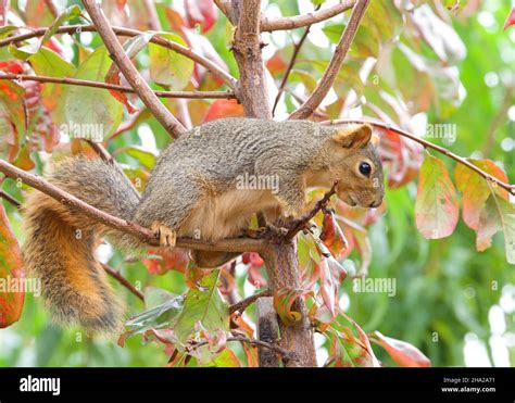 Squirrel Perched On Branches In A Plum Tree The Fox Squirrel Sciurus