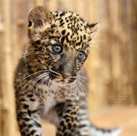 African Spotted Leopard Cub By La Vita A Bella On Deviantart