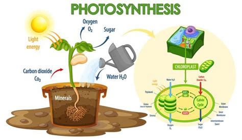 Fotosintesis Pengertian Dan Tahapan Reaksinya Kumparan Com Riset