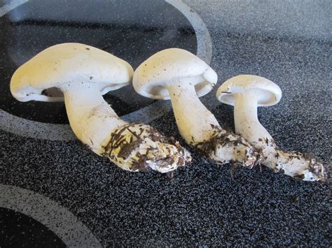 White Mushroom Id Request Mushroom Hunting And Identification