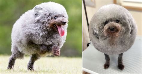 Iapcollege.com has been visited by 10k+ users in the past month This Dog Came Back From The Groomer Looking Like A Sheep ...
