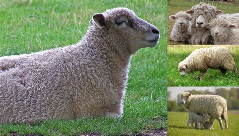 Cotswold Sheep Breed Everything You Need To Know