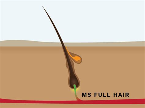 Womens Hair Loss 101 Hair Follicle Structure And Hair Growth Cycle