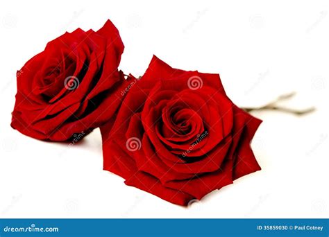 Two Red Roses Isolated On White Stock Photo Image Of Nature
