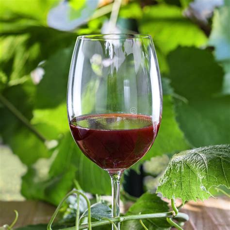 Glass Of Wine Stock Photo Image Of Alcohol Closeup 77682060