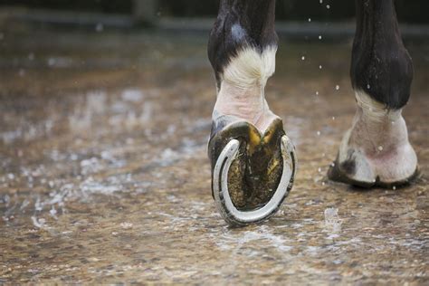 How Often Does Your Horse Need Shoeing