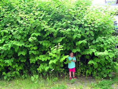 How to deal with the dreaded japanese knotweed and what are the rules (and myths) about this invasive plant. Japanese Knotweed - The Japanese Knotweed Company