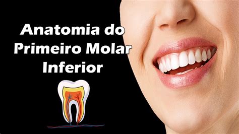 Anatomia 1 Molar Inferior