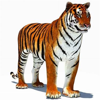 Tiger Animated Animation Tigers 3d Cat Clipart
