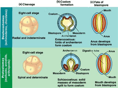 Deuterostome protostome deuterostome type of coelom formation protostome superphyla  superphyla constructed by analysis of 18s rrna. Palaeos Metazoa: Deuterostomia