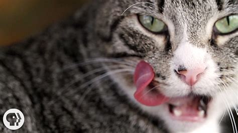 Why Does Your Cats Tongue Feel Like Sandpaper Deep Look Youtube