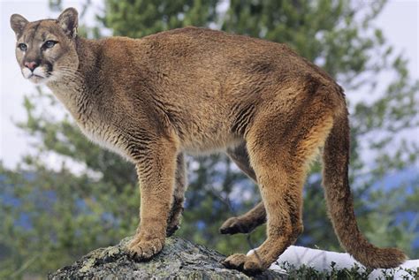 Eastern Cougar Sciifii Novum Terram Wiki Fandom