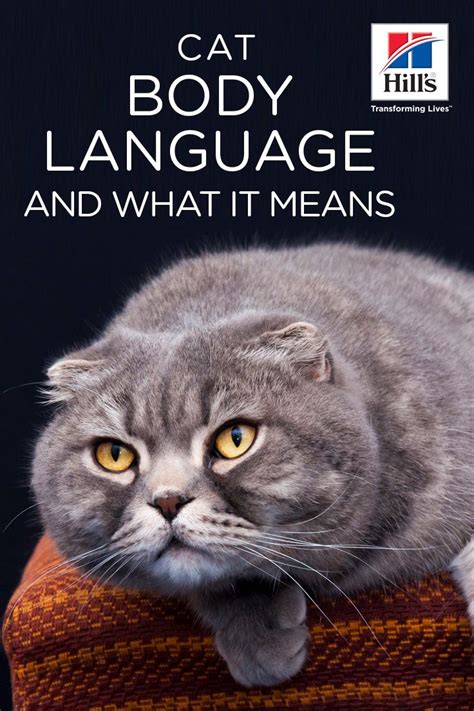 Understanding Your Cat S Body Language Hill S Pet