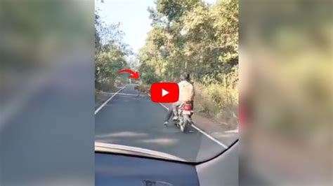 Viral Video Tiger Came Right In Front Of The Biker See What Happened
