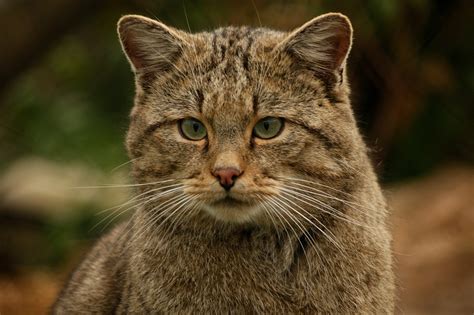 Wildcat Cat Animal · Free Photo On Pixabay