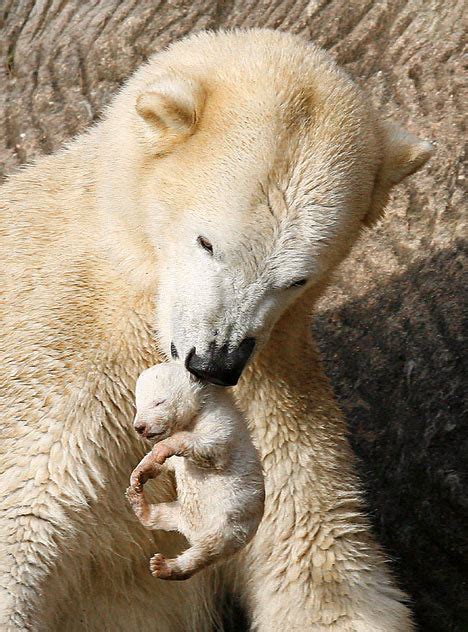 Polar Bear Cub Saved From Mothers Jaws Snoozes Happily In
