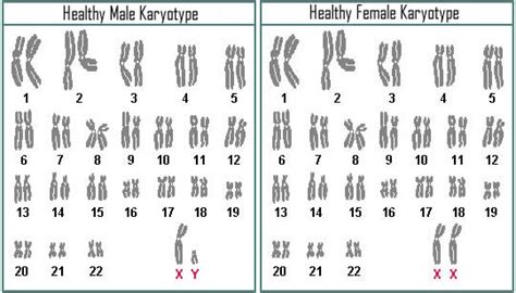 This exercise is a simulation of human karyotyping using digital images of chromosomes from actual human genetic studies. Biology