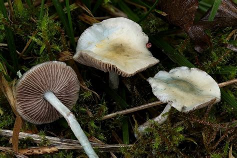 Weißblauer Träuschling Pfefferträuschling Ockerblauer Träuschling