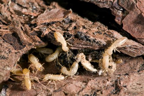 Termites Are Cockroaches With A Fabulous Social Life Corkys Pest Control Services And Termite