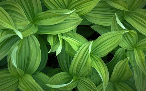 Green Leaves Wallpaper 4k Closeup Plant 5k