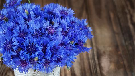 Wallpaper Blue Cornflowers Bouquet 5120x2880 Uhd 5k Picture Image