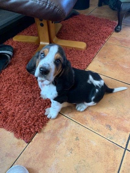 Basset Hound Puppies For Sale Colorado Springs Co 295950