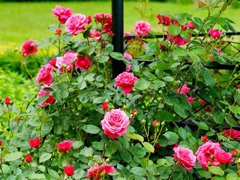 Shrub Bush Roses Sakura Tucson