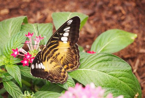 Plants that attract butterflies... | Attract butterflies ...