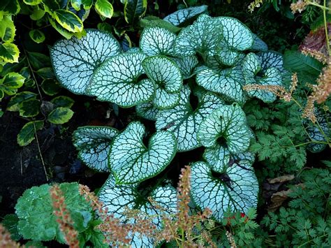 Brunnera Jack Frost Gives Our Northern Garden An Exotic Look
