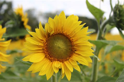 2560x1440 Wallpaper Yellow Sunflowers Peakpx