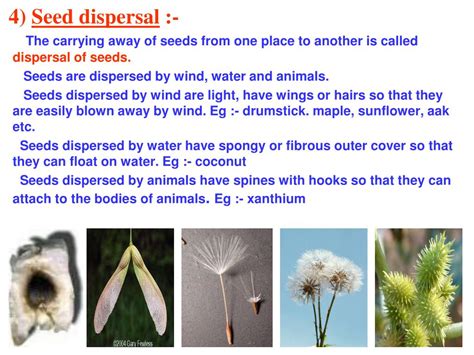 Ppt Chapter 12 Reproduction In Plants Powerpoint Presentation Free