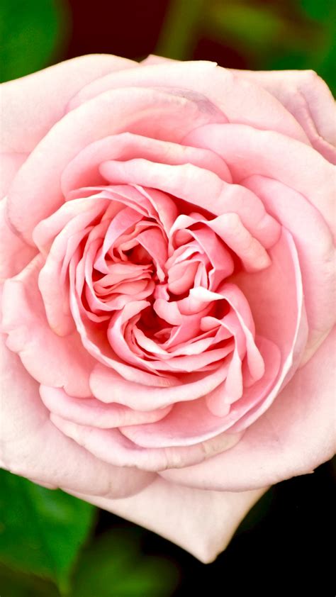 Charming Pink Rose Iphone Idrop News
