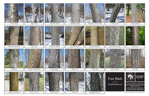 Lichens And Tree Bark Biodiversity Sheet The Arboretum