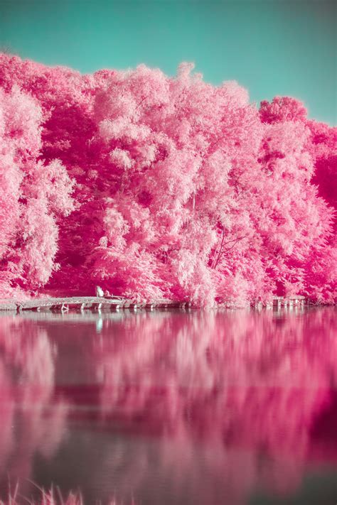 Pink Forest Pictures Download Free Images On Unsplash