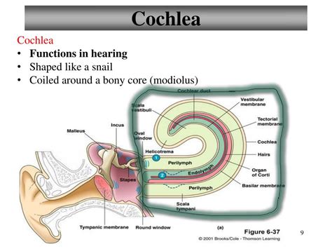 What Is The Function Of The Cochlea Images And Photos Finder