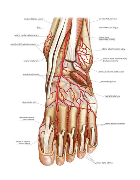 Arterial System Of The Foot Photograph By Asklepios Medical Atlas Pixels