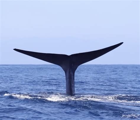 Why Blue Whales Migrate Through Huntington Beach