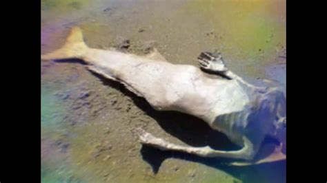 Jovem Acredita Ter Encontrado Esqueleto De Sereia Em Praia Ensino