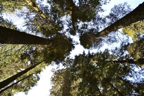 Free Stock Photo Of Forest Mother Nature Pine Trees