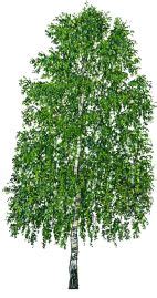 We did not find results for: BRITISH TREES - A CHART OF TREES, LEAVES AND FRUIT