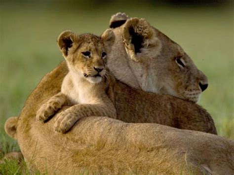 Cute Lion Cubs Inspirationi
