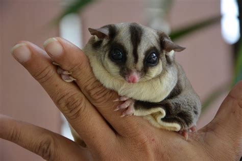 Petauro Do Açúcar Venda Brasil