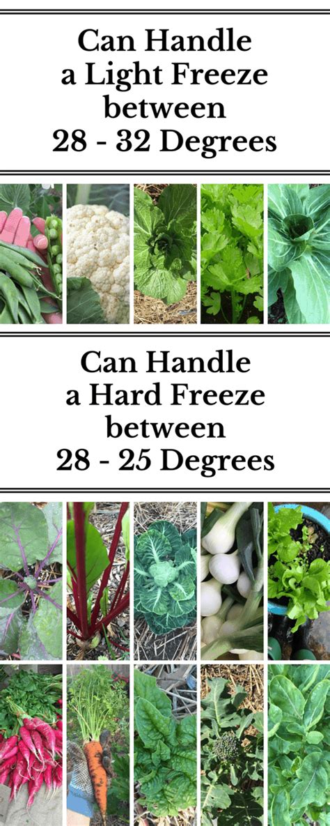 What To Grow When Cool Season Versus Warm Season Plants