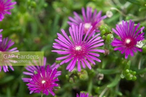 Delosperma 'john proffitt' table mountain plant family: GAP Gardens - Delosperma cooperi 'John Proffitt'. Trailing ...