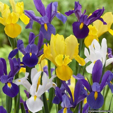 Find images of flower drawing. Dutch Iris Mix | Iris flowers, Early spring flowers, Bulb ...