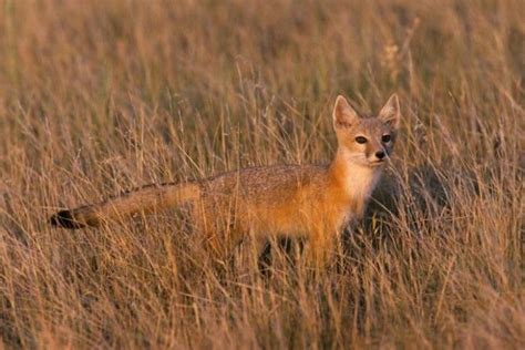 16 Photos Of Wildlife In Nebraska That Will Drop Your Jaw Wildlife